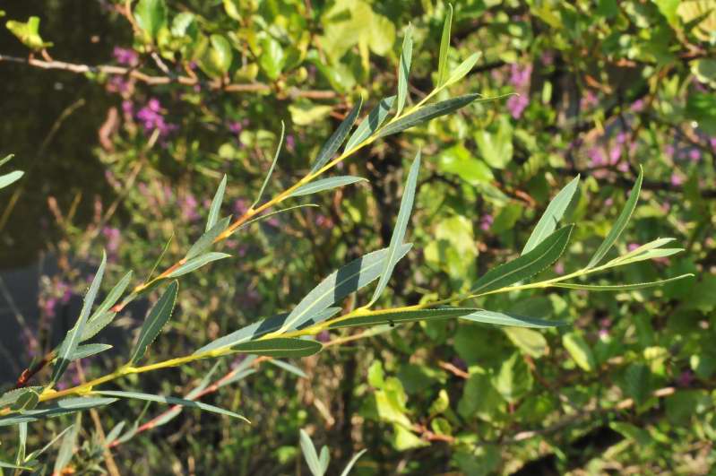 Salix purpurea subsp. purpurea / Salice rosso
